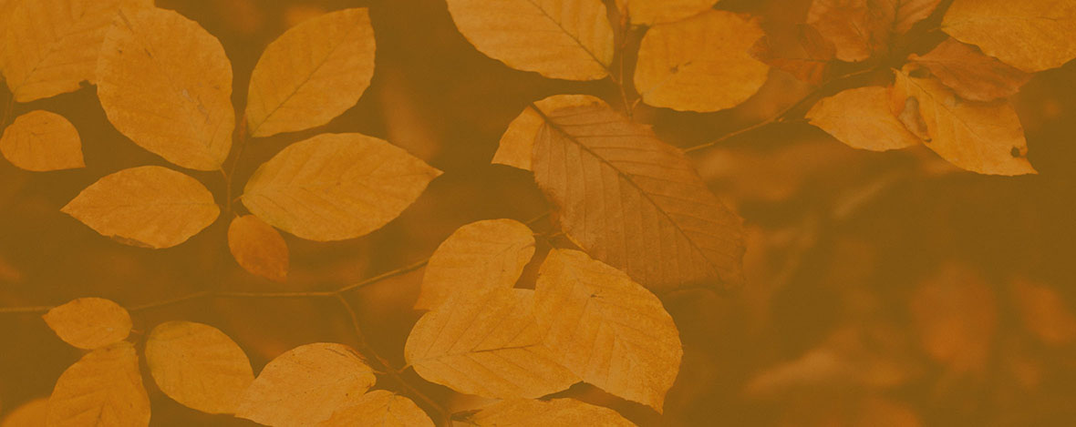 Inspirados en la naturaleza